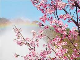 japanese flowering cherry