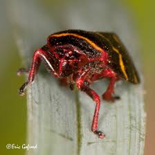 Two-lined Spittlebug- Prosapia