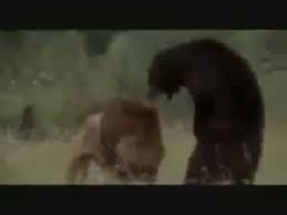 lion vs bear