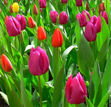 Vos fleurs préférées Galerie-membre,fleur-tulipe,tulipes-01