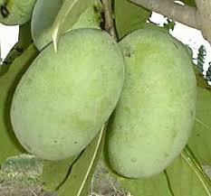 The BYFG Pawpaw Page