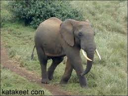 اكبر حيوان Elephant2