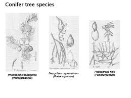 tree species