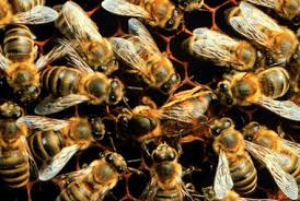 صور النحل Bee%2520Colony