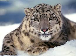 Xinjiang Snow Leopard Project