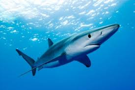 انواع سمك القرش Url&#93