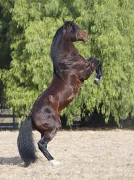 1162839%7EBay-Azteca-Half-Andalusian-Half-Quarter-Horse-Stallion-Rearing-on-Hind-Legs-Ojai-California-USA-Posters.jpg