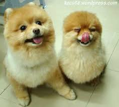 funny puppies