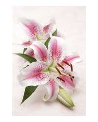pink tiger lilies
