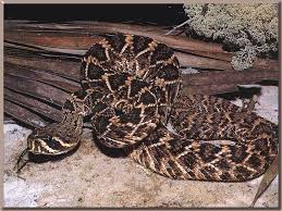 photos rattlesnakes