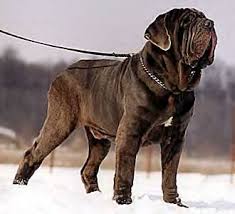 Neapolitan Mastiff
