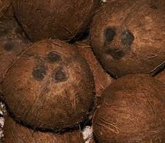 Coconut (Cocos nucifera L.)
