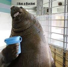Lolrus knows the value of a bucket.