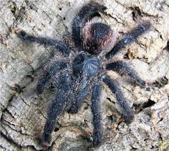 Pink-toed Tarantula