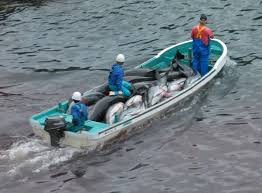 Help us save Japans dolphins!