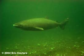 A Greenland shark (Somniosus