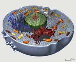 الثانية بكالوريا علوم فيزيائية ـ علوم رياضيةـ علوم الحياة و الأرض Cellule