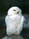 SNOWY OWLs, SNOWY OWL Pictures, SNOWY OWL Facts - National Geographic