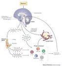 of <b>adrenocorticotropic</b>