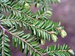 Ecology 271 > Cole > Flashcards > Mountain <b>Coniferophyta</b> | StudyBlue