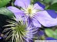 HGIC 1104 Clematis : Extension : Clemson University : South Carolina