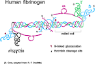 <b>fibrin</b> serves as a