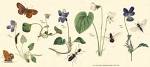 <b>Violaceae</b> Batsch.