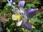 File:COLUMBINE flower.JPG - Wikipedia, the free encyclopedia