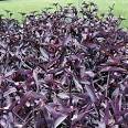 <b>Tradescantia</b> pallida 'Purple
