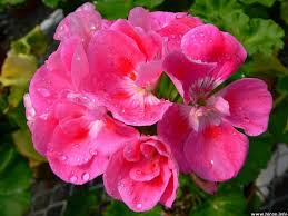 pink flowers - Page 3 Images?q=tbn:ANd9GcQ1i_Q_TdMo-S3vljs3Dm_QU8kHiRq1FsMiVSu-HyWyuJgGBAoRvw