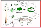 <b>GYMNOSPERMS</b>