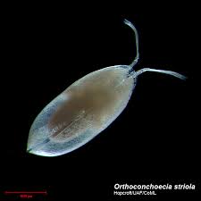Image result for Orthoconchoecia bispinosa