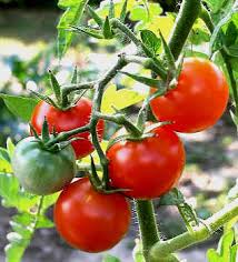tomates tomates