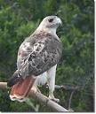 Red-tailed hawks are no longer on the endangered species list ...