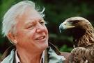 British naturalist and broadcaster David Attenborough faces a golden eagle ... - attenborough-cp-6816009