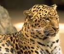 leopardo pronunciation