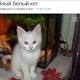 Житель Новочеркасска продает «волшебного» кота за 2,5 миллиона рублей