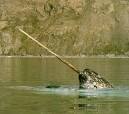 NARWHAL Photos | Save the NARWHALs!