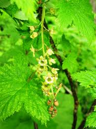 Image result for ribes japonicum