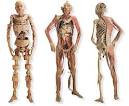 aparatos del <b>cuerpo humano</b>