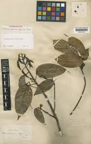 Image result for "Vateria affinis"