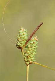 Image result for "Carex extensa"