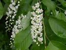 AgroAtlas - Relatives - Padus avium Mill. - European bird cherry