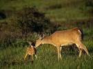 Deer pronunciation