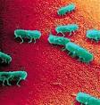 Image: <b>Salmonella typhimurium</b>