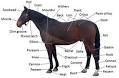 horse pronunciation