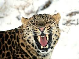 leopardo ( Panthera pardus) Images?q=tbn:ANd9GcQ8ViP-4MF_1UfMQmM4E-ZhmGAN222HVMYQCbuKihWLMiLePSKF2tCjCKpL