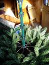 Artificial Christmas Trees, Live Christmas Trees - Bob Vila