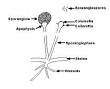 <b>Rhizopus</b>