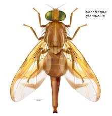 Image result for Anastrepha grandicula
